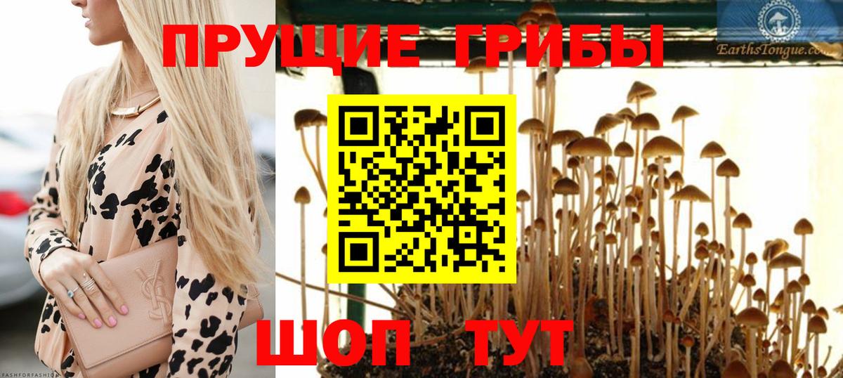 Подольск  Псилоцибиновые грибы Magic Shrooms  как найти закладки  Вход с VPN 